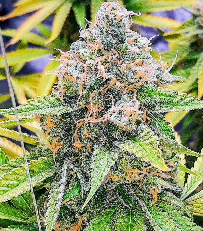Семена сорта Mandarin Thuggee fem (AlphaFem Seeds)
