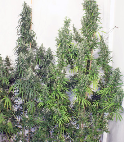 Сорт конопли Mekong High