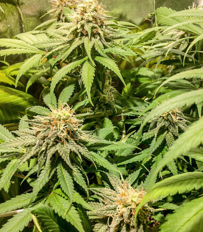 Семена сорта Skunk 47 fem (World of Seeds)