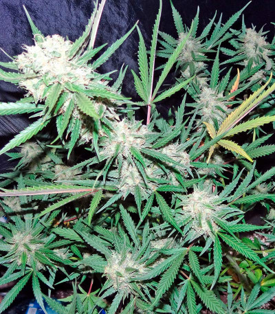 Семена сорта Skunk Auto fem (Strain Hunters)