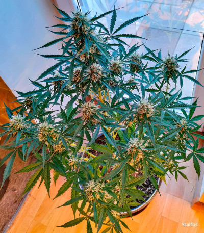 Семена сорта Gelato Auto fem (Семяныч)