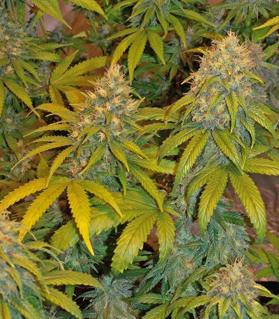 Семена сорта Super Skunk Auto fem (Семяныч)