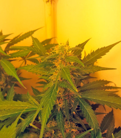 Семена сорта Northern Lights Auto fem (Green House Seeds)