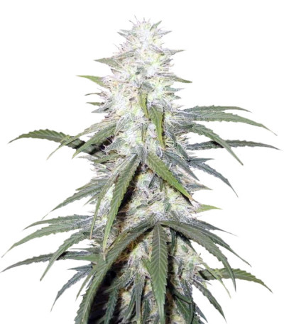 Семена сорта Sterling Haze (Super Silver Haze) reg (Nirvana Seeds)