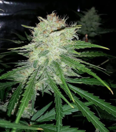 Семена сорта Cinderella's fem (Sumo Seeds)