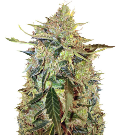 Семена сорта Auto American Pie fem (Pyramid Seeds)
