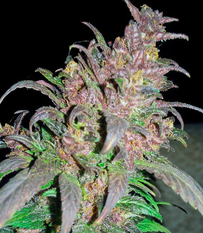 Семена сорта Bloody Skunk Auto fem (Sweet Seeds)