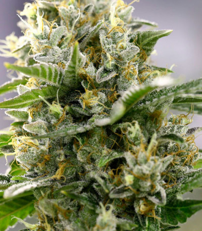 Семена сорта Iceberg fem (Anesia Seeds)