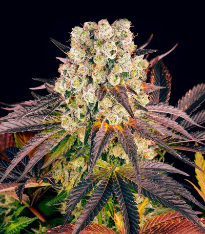 Семена сорта Purple Punch X Lemon Drizzle fem от Barney's Farm