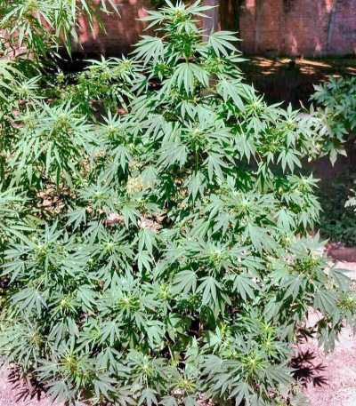 Семена сорта Serious Happiness reg (Serious Seeds)