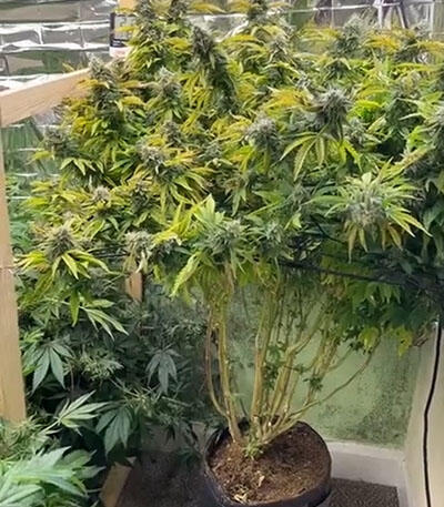 Семена сорта Purple Punch X Lemon Drizzle fem от Barney's Farm