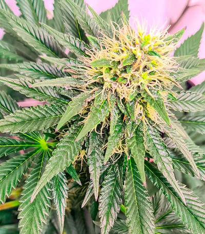 Семена сорта конопли Pink Runtz Auto от 7CH American