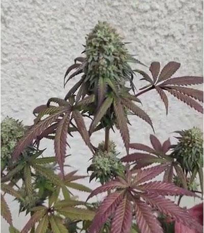 Семена сорта High Society fem (Compound Genetics)