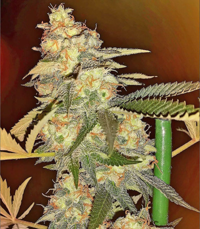 Семена сорта Bubble Gum fem (Serious Seeds)