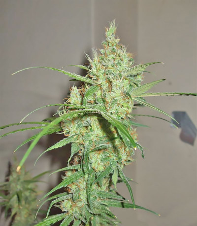 Семена сорта Euforia X fem (Семяныч)