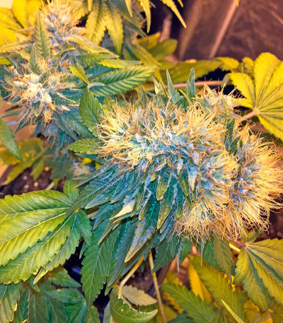 Семена сорта Flowerbomb Kush fem (Strain Hunters)