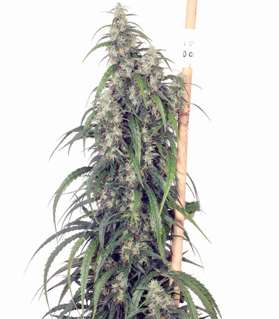 Сорт каннабиса Mekong High