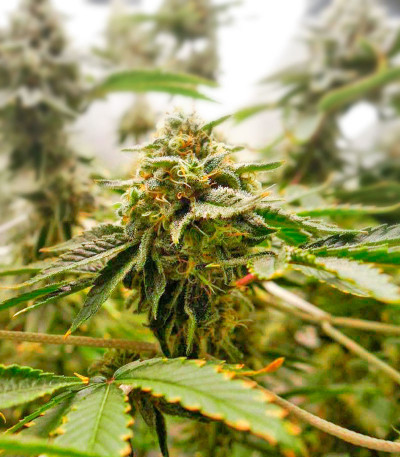 Семена сорта Wedding Cake fem (Cali Buds Seeds)