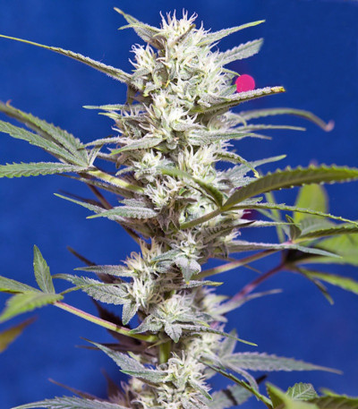 Семена сорта Crystal Candy Auto fem (Sweet Seeds)