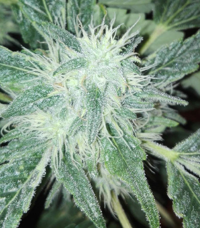 Семена сорта Royal Gorilla (Royal Queen Seeds)