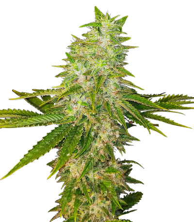 Семена сорта Satori fem (Mandala Seeds)