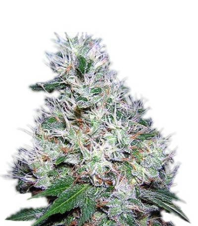 Семена сорта Bubble Gum reg (Serious Seeds)
