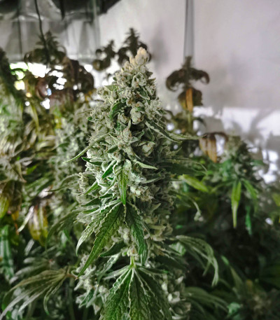 Семена сорта Blue Gelato 41 (Barney's Farm)