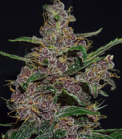 Семена сорта Fastberry auto fem