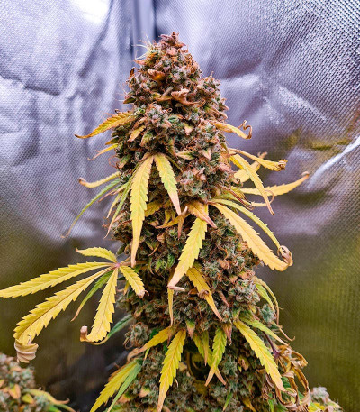 Семена сорта Gorilla Crunch Auto fem от Семяныча