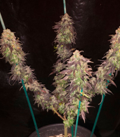 Семена сорта Spicy White Devil fem (Samsara Seeds)