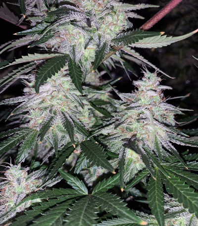 Семена сорта Sweet ZZ fem (RQS)