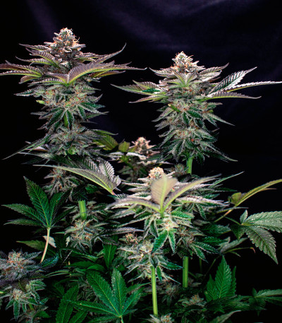 Семена сорта The New fem (Humboldt Seeds)