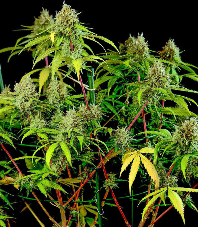 Семена сорта Utopia Haze fem (Barney's Farm)