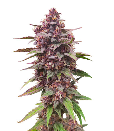 Семена сорта Diablo Rojo XL Auto fem (Sweet Seeds)