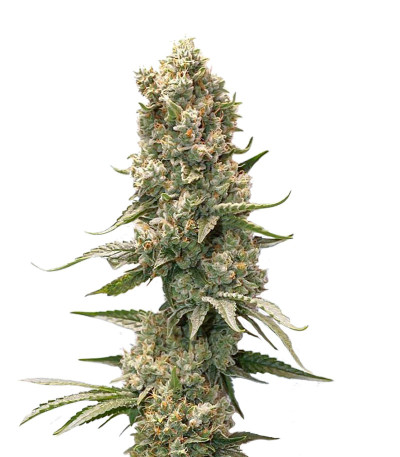 Семена сорта HiFi 4G fem (Dutch Passion)