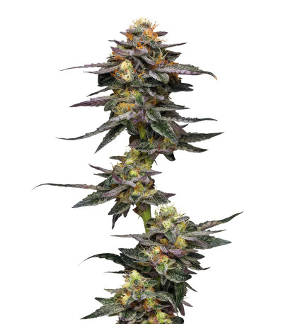 Семена сорта Vanilla Frosting fem (Humboldt Seed Company)