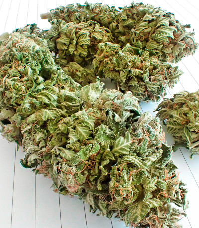 Семена сорта CBD Green Crack Auto fem (Семяныч)