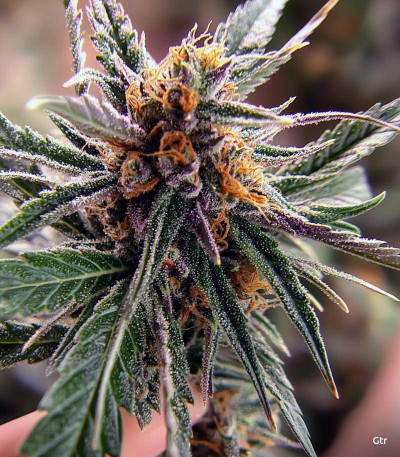 Семена сорта Eleven Roses fem (Delicious Seeds)