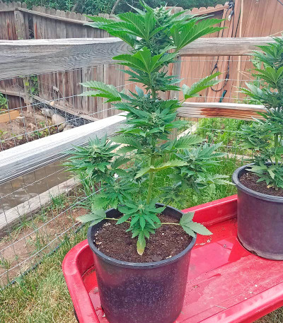 Семена сорта Original Amnesia Autoflowering fem (Dinafem Seeds)