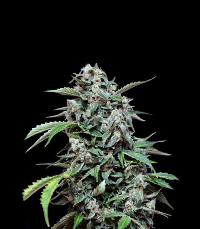 Семена сорта Maxi Haze auto fem