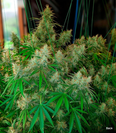 Семена сорта LSD auto fem (Семяныч)