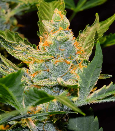 Семена сорта Flash Babylon Auto fem (Samsara Seeds)