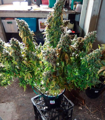 Семена сорта AK-49 fem (Vision Seeds)