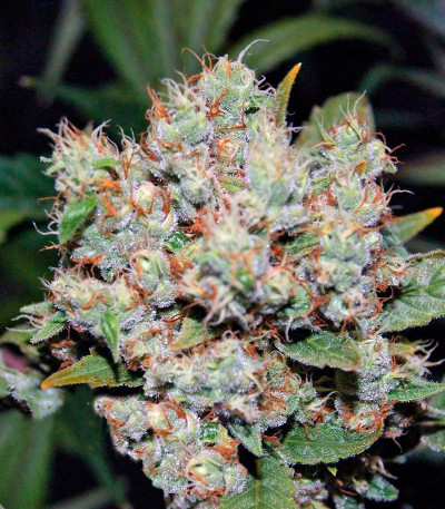 Семена конопли Freddy's Best