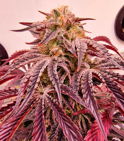 Семена сорта Jungle Lava fem (Original Sensible Seeds)