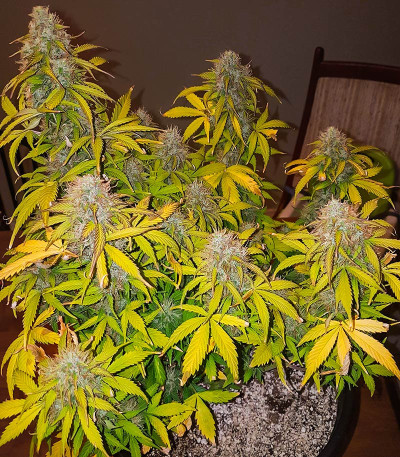 Семена сорта Quarter Pounder Autoflower fem (Easy Grow Seeds)