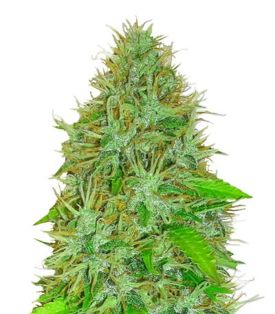 Семена сорта 2 Fast 2 Vast Auto fem (Heavyweight Seeds)