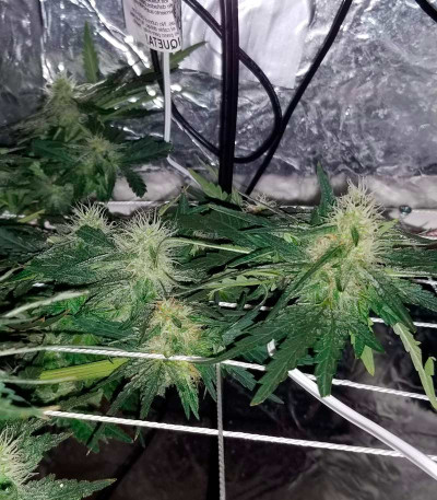 Семена сорта Money Bush fem (Heavyweight Seeds)