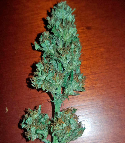 Семена сорта Colombian Gold fem (World of Seeds)