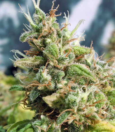 Семена сорта Point of No Return reg